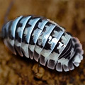 Armadillidium gestroi milky, isopods for sale