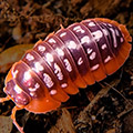 Armadillidium xerovunense red edge, isopods for sale