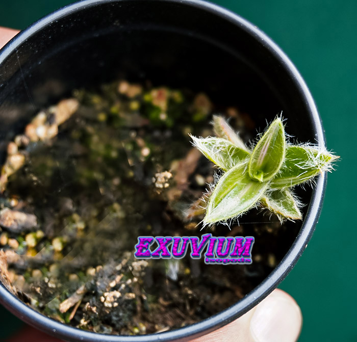 Conoce A La Planta Suculenta Cyanotis Somaliensis