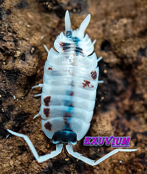 Porcellio silvestrii dalmatian, silvestri, isopods for sale, in stock, available
