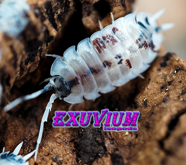 Porcellio silvestrii dalmatian, silvestri, isopods for sale, in stock, available