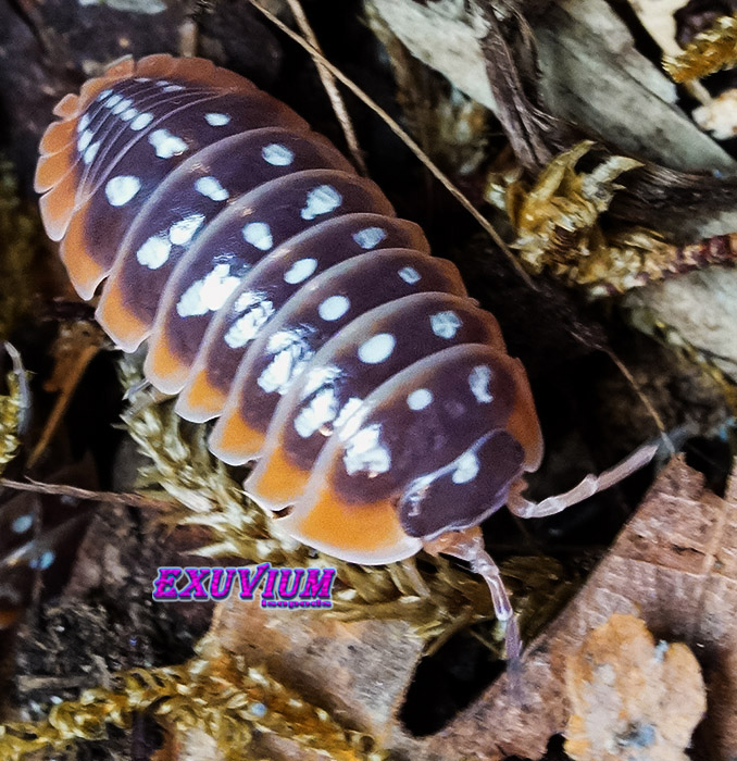 Armadillidium klugii split, split clown isopod, isopods for sale, in stock, available, clown woodlouse