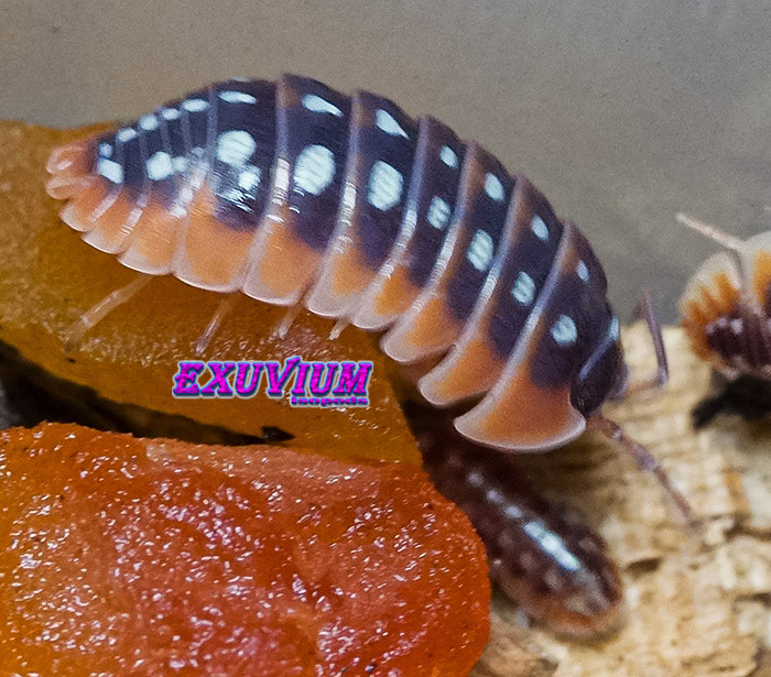 Armadillidium klugii split, split clown isopod, isopods for sale, in stock, available, clown woodlouse