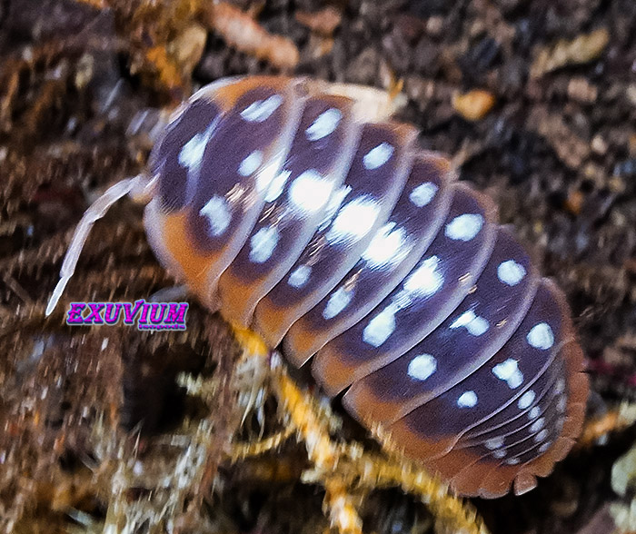 Armadillidium klugii ‘Split’ (Split Clown Isopod) – Exuvium Isopods