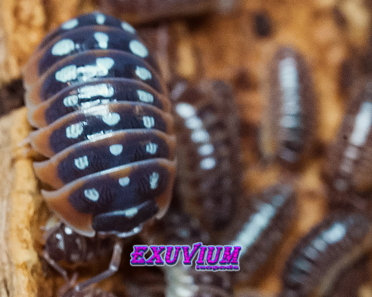 Armadillidium klugii split, split clown isopod, isopods for sale, in stock, available, clown woodlouse