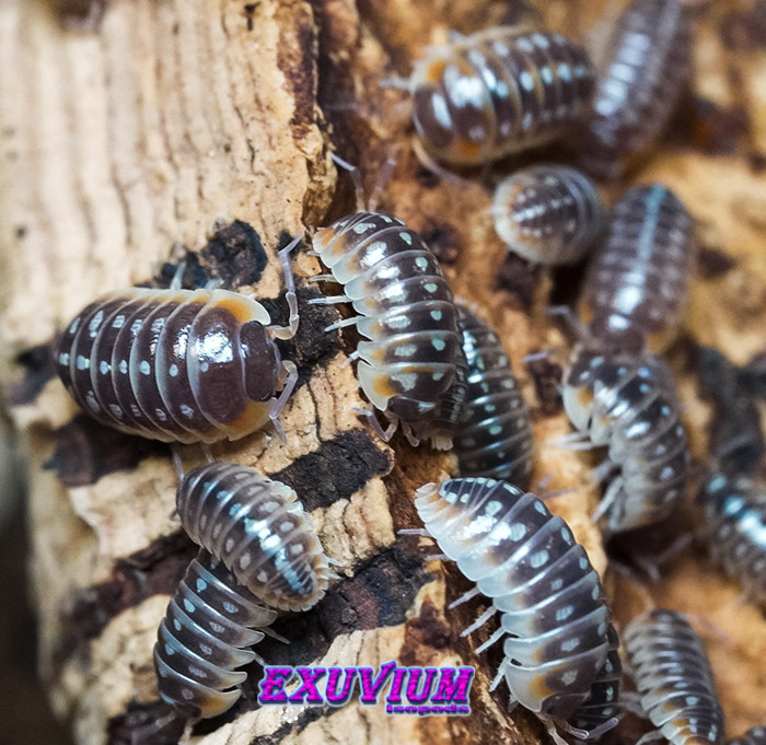 Armadillidium klugii split, split clown isopod, isopods for sale, in stock, available, clown woodlouse