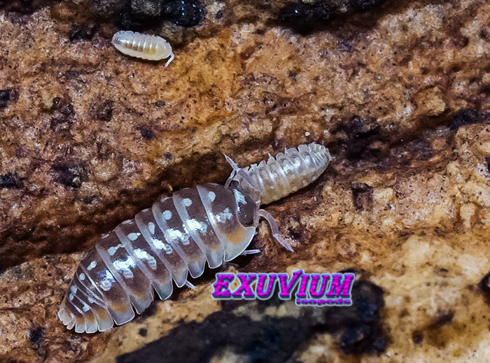 Armadillidium klugii split, split clown isopod, isopods for sale, in stock, available, clown woodlouse