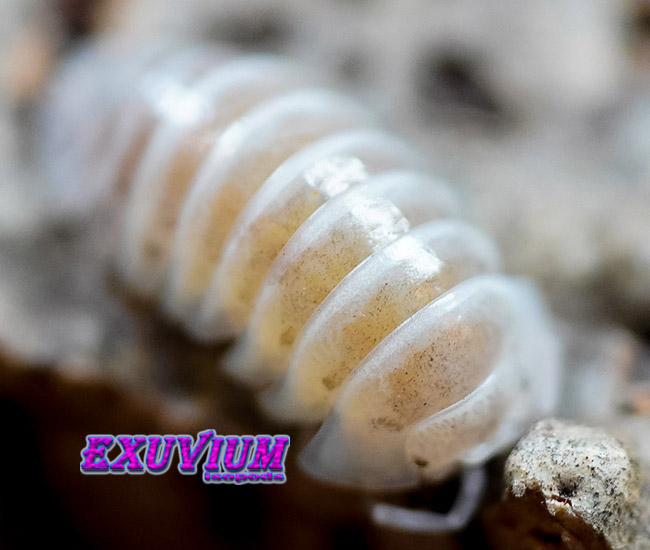 Armadillidium maculatum champagne, isopods for sale, in stock, available