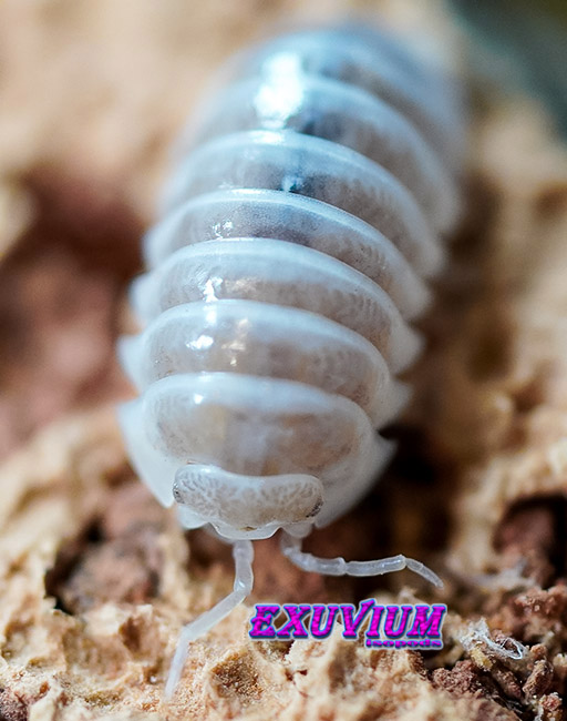 Armadillidium maculatum champagne, isopods for sale, in stock, available