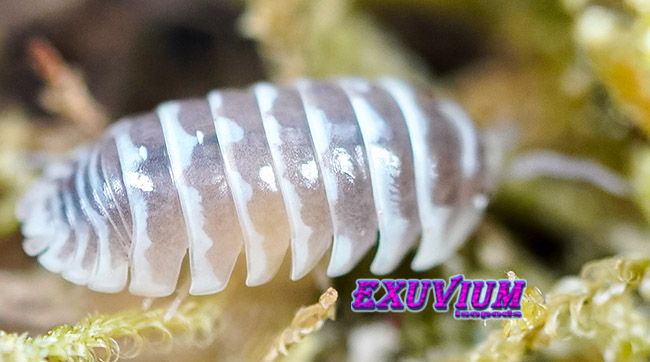 Armadillidium maculatum champagne, isopods for sale, in stock, available