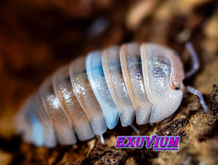 Armadillidium spec Lefkada, isopods for sale, in stock, available