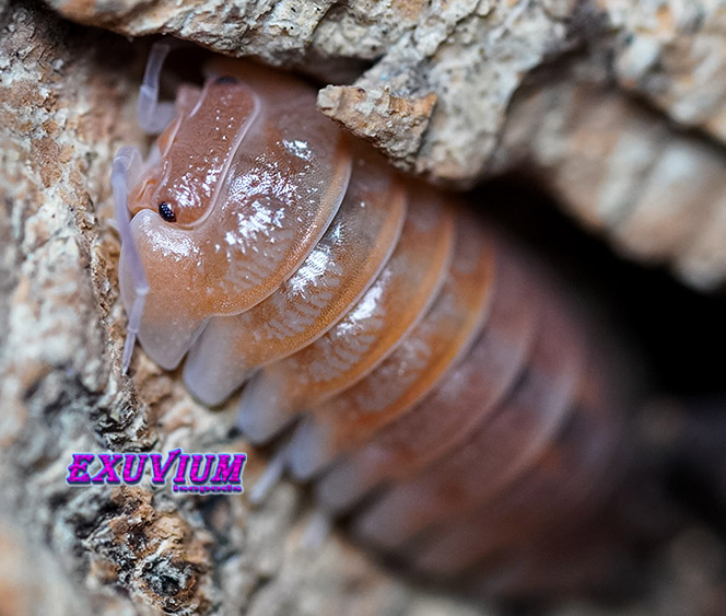 Armadillidium spec Lefkada, isopods for sale, in stock, available
