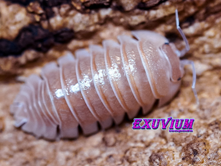 Armadillidium spec Lefkada, isopods for sale, in stock, available