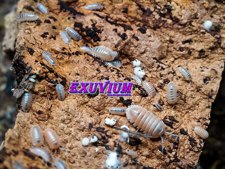 Armadillidium spec Lefkada, isopods for sale, in stock, available
