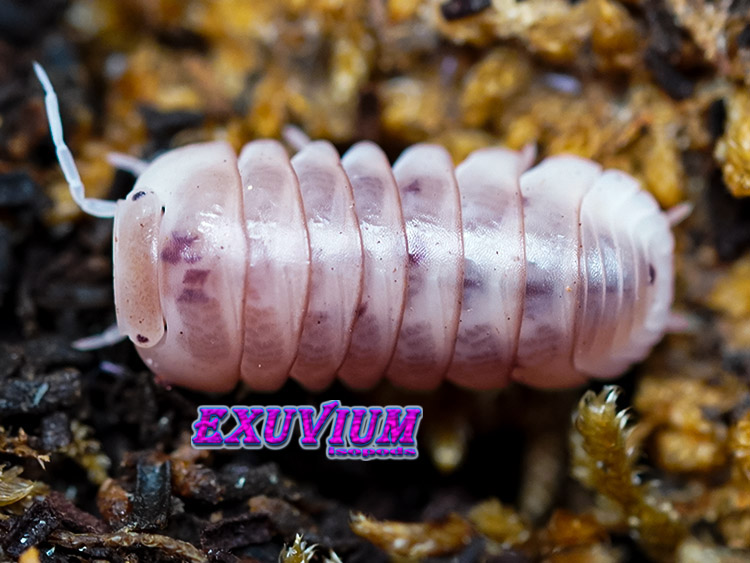 Armadillo officinalis pink, dalmatian, isopods for sale, in stock, available