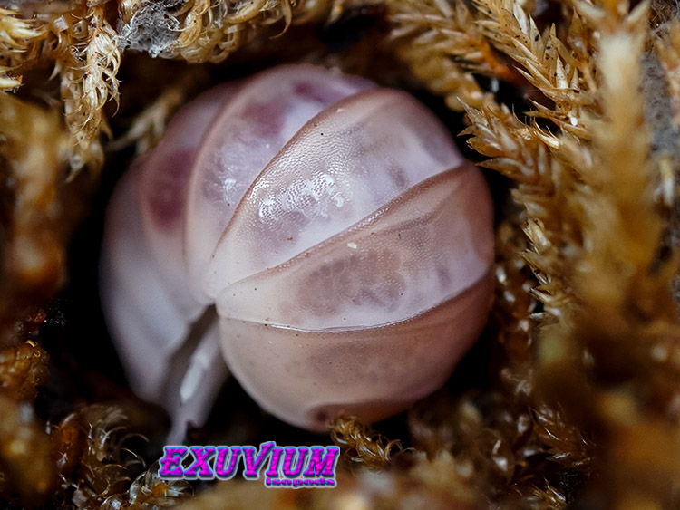 Armadillo officinalis pink, dalmatian, isopods for sale, in stock, available