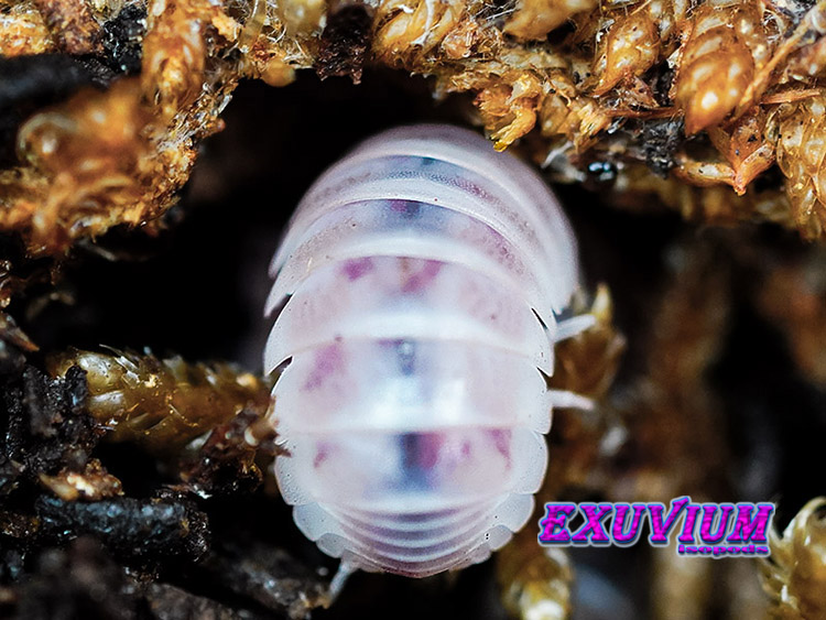 Armadillo officinalis pink, dalmatian, isopods for sale, in stock, available