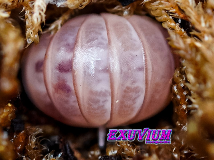 Armadillo officinalis pink, dalmatian, isopods for sale, in stock, available