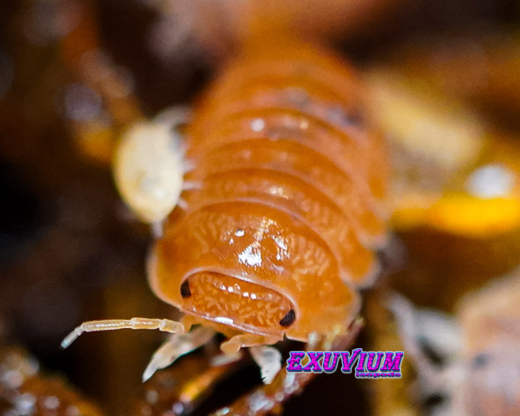 Cubaris murina anemone, isopods for sale, in stock, available