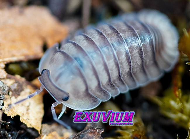 Cubaris spec blue pigeon, Thailand isopod, isopods for sale, in stock, available