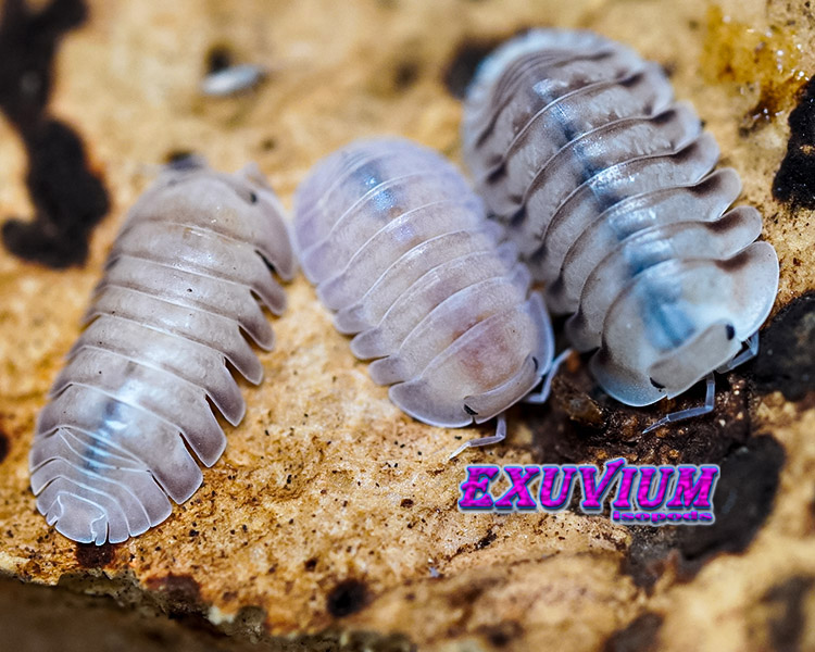 Cubaris spec caramel cream, isopods for sale, in stock, available