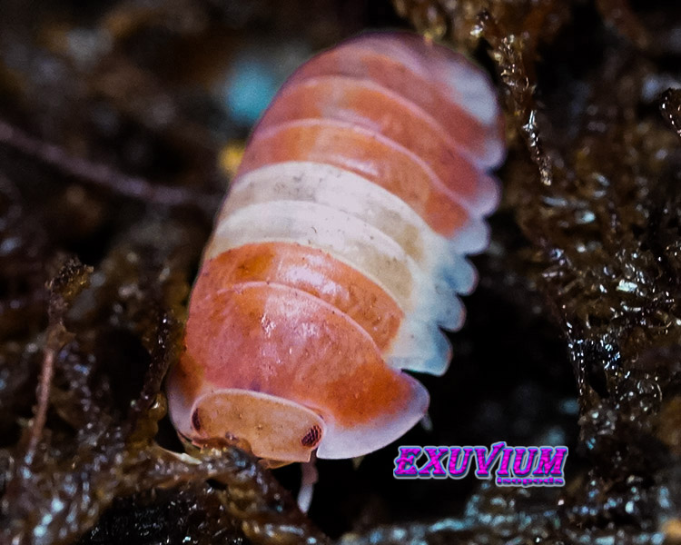 Cubaris spec red panda king, orange, isopods for sale, in stock, available