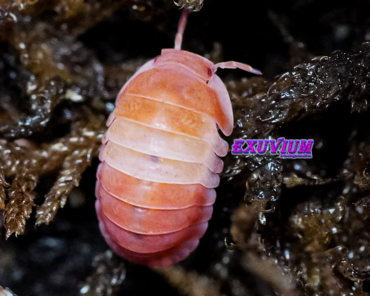 Cubaris spec red panda king, orange, isopods for sale, in stock, available