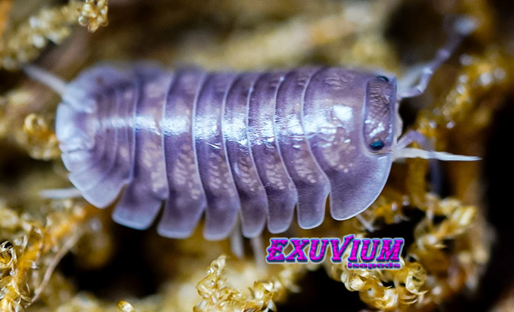 Nesodillo arcangelii ‘Purple Ghost’ Captive Bred Isopods – Exuvium Isopods