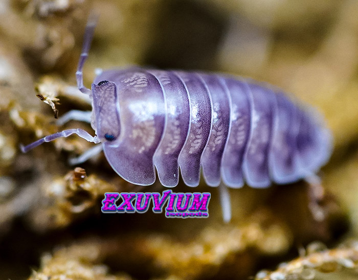 Nesodillo arcangelii purple ghost, isopods for sale, available, in stock