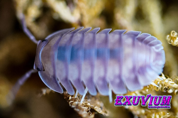 Nesodillo arcangelii ‘Purple Ghost’ Captive Bred Isopods – Exuvium Isopods