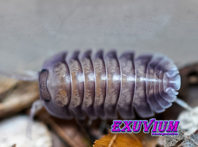 Nesodillo arcangelii ‘Purple Ghost’ Captive Bred Isopods – Exuvium Isopods