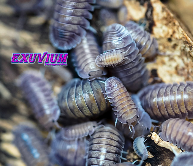 Nesodillo arcangelii ‘Purple Ghost’ Captive Bred Isopods – Exuvium Isopods