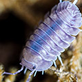 Nesodillo arcangelii 'Purple Ghost', isopods for sale