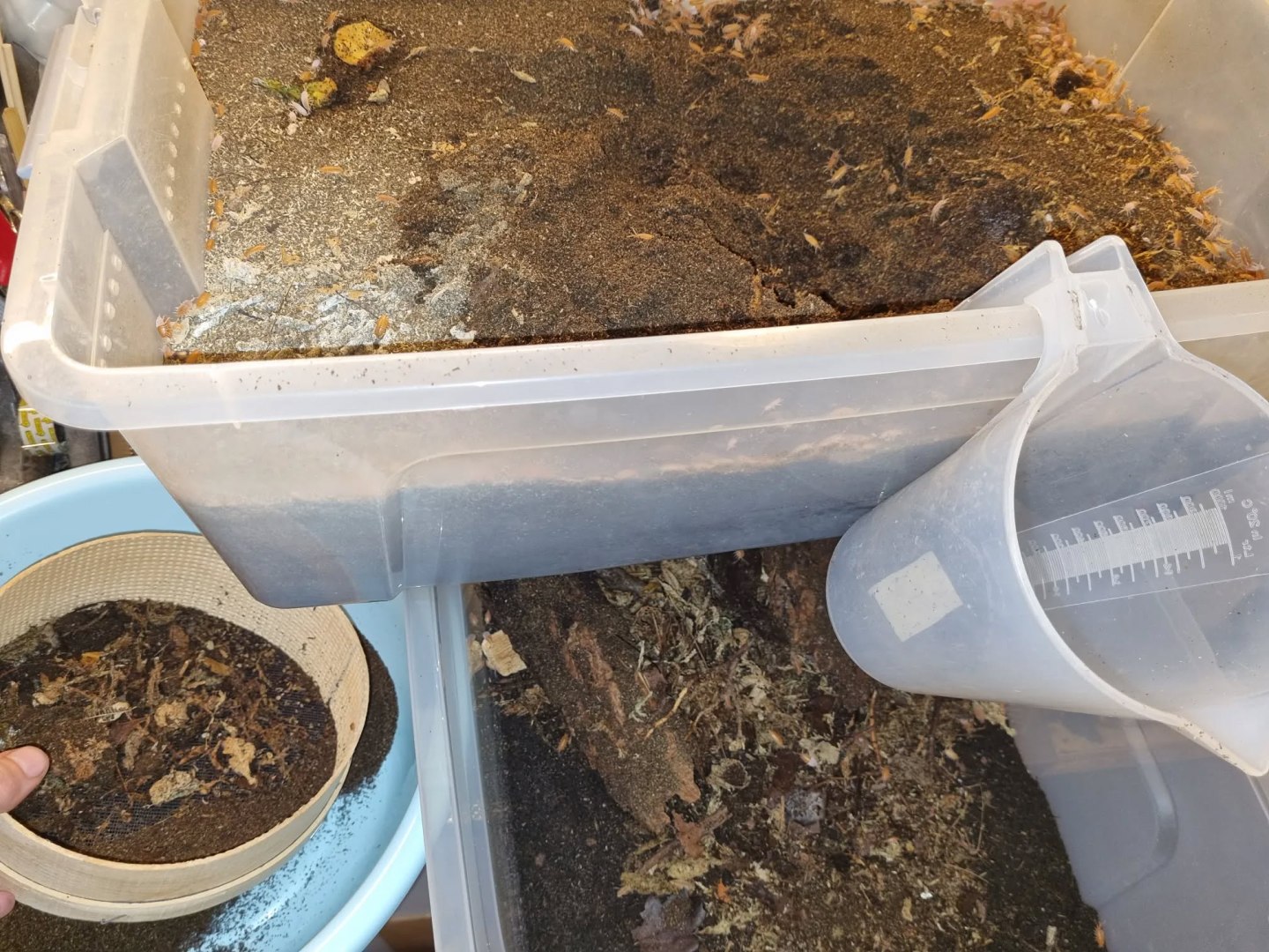 Basic care guide for keeping & breeding isopods (beginners) – Exuvium ...