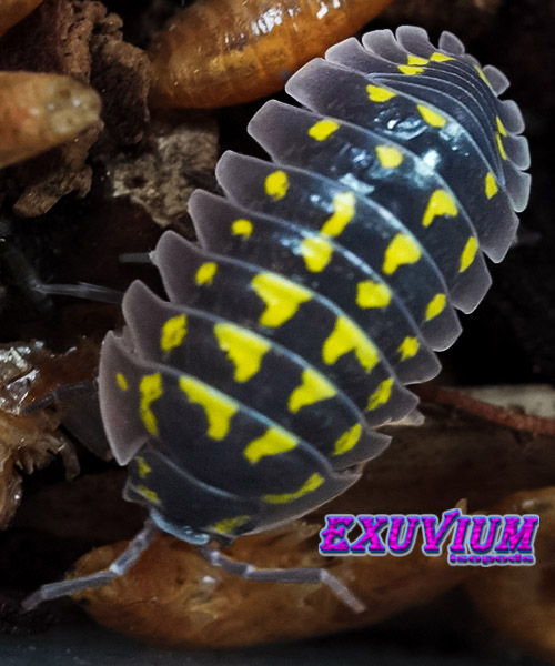 Armadillidium gestroi, Gestro's pill woodlouse, isopods for sale, in stock, available