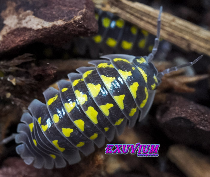 Armadillidium gestroi, Gestro's pill woodlouse, isopods for sale, in stock, available