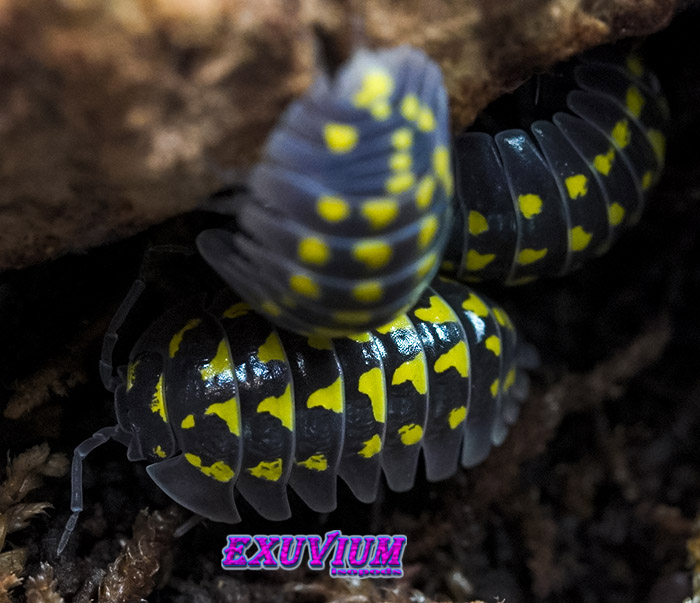 Armadillidium gestroi, Gestro's pill woodlouse, isopods for sale, in stock, available