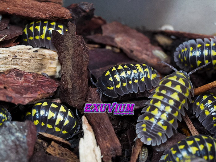 Armadillidium gestroi, Gestro's pill woodlouse, isopods for sale, in stock, available