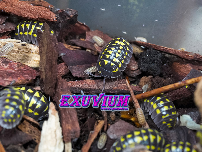 Armadillidium gestroi, Gestro's pill woodlouse, isopods for sale, in stock, available