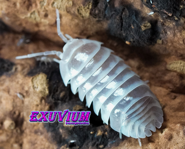 Armadillidium maculatum gen Chocolate Yellow, oddball, paradox, isopods for sale, in stock, available