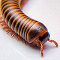 Atopochetus spinimargo, millipedes for sale