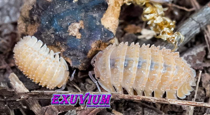 Cristarmadillidium muricatum, european spiny woodlouse, isopods for sale, in stock, available