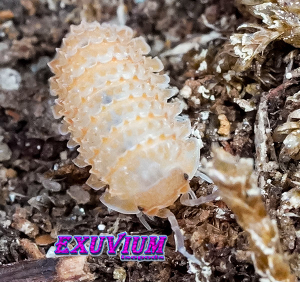 Cristarmadillidium muricatum, european spiny woodlouse, isopods for sale, in stock, available