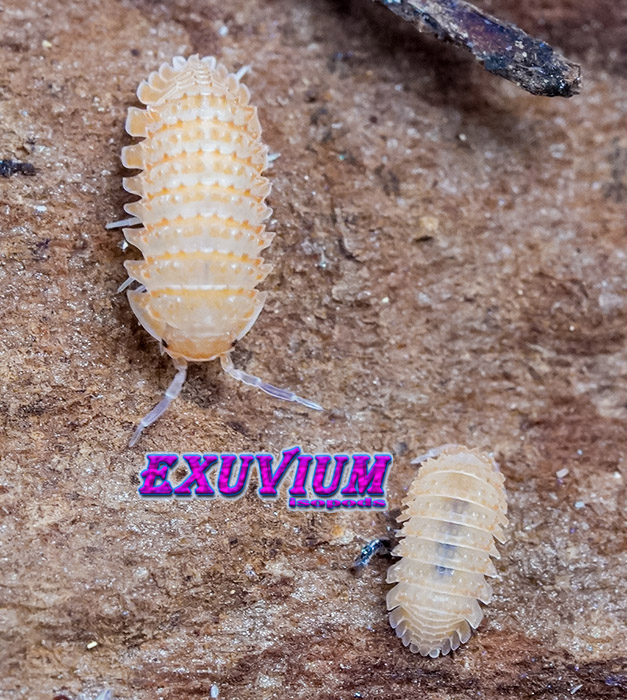 Cristarmadillidium muricatum, european spiny woodlouse, isopods for sale, in stock, available