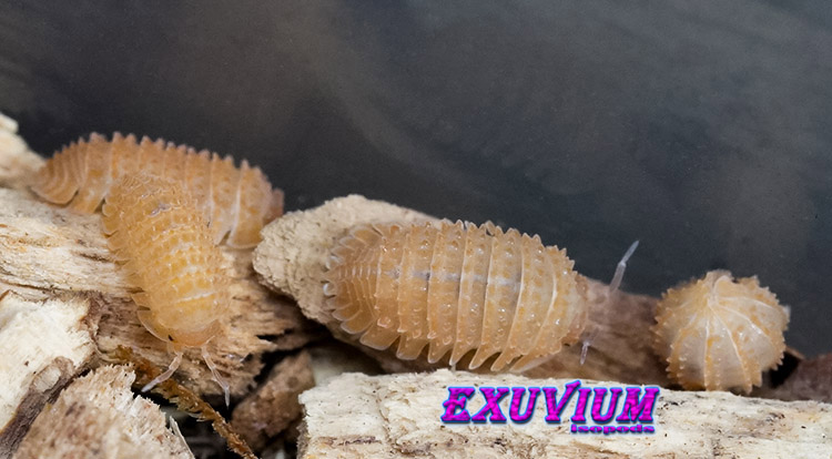 Cristarmadillidium muricatum, european spiny woodlouse, isopods for sale, in stock, available