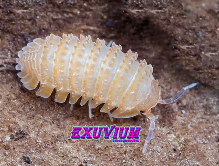 Cristarmadillidium muricatum, european spiny woodlouse, isopods for sale, in stock, available