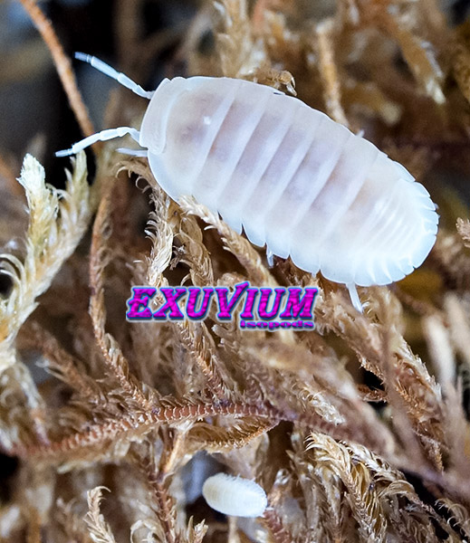 Cubaris murina glacier white out isopods for sale, in stock, available