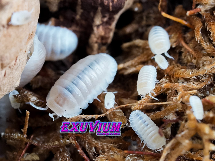 Cubaris murina glacier white out isopods for sale, in stock, available