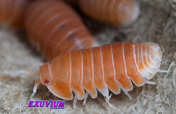 Cubaris spec Citrus, isopods for sale, in stock, available