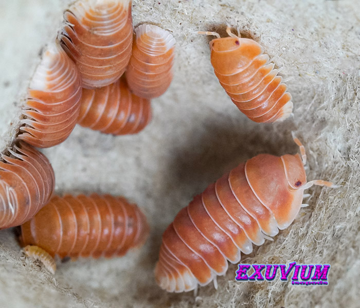 Cubaris spec citrus, isopods for sale, in stock, available